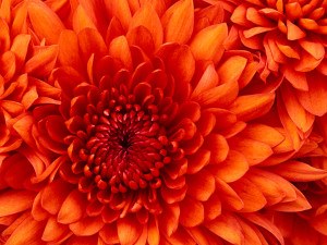 Chrysanthemum-300x225.jpg