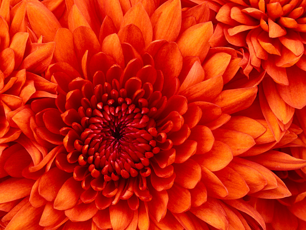 Chrysanthemum1-1024x768.jpg