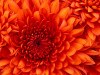 Chrysanthemum2-100x75.jpg