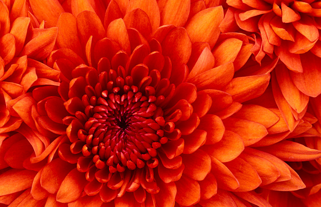 Chrysanthemum2-1024x662.jpg