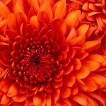 Chrysanthemum-150x150.jpg