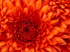 Chrysanthemum1-100x75.jpg